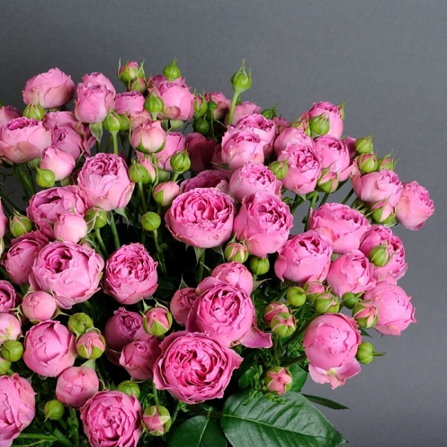 Роза спрей Латин Бабблз